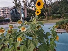 -上海植物园-4号门售票处