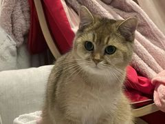 -东方名猫馆·英短金渐层布偶猫舍(环线广场1号楼店)