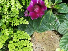 -斐兹洛伊花园