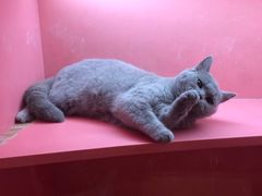 -猫小院猫主题咖啡厅(北锣店)