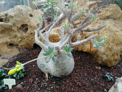 -南通洲际绿博园