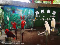 -西双版纳原始森林公园