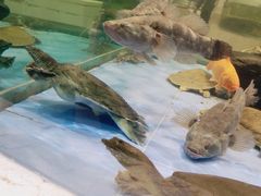-旺顺阁海鲜广场(亚运村店)