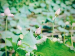 -福建鲤鱼洲酒店