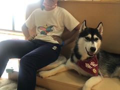 -Husky Go! 哈士奇体验馆·宠物咖啡厅狗咖