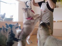 -Husky Go! 哈士奇体验馆·宠物咖啡厅狗咖