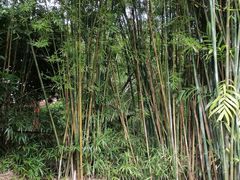 -罗浮山嘉宝田森林温泉度假酒店