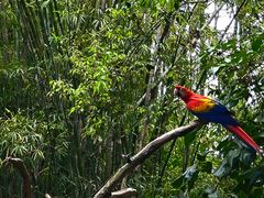 -奥兰多迪士尼动物王国乐园