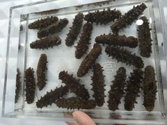 -宫品海参专卖店(黄浦老西门店)