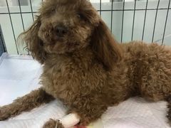 -达爱动物医院·犬猫分区·CT·复杂眼科(远洋山水分院)