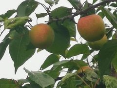 -永定河休闲森林公园