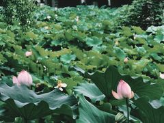 -四川大学(华西校区)