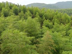 -莫干山风景区