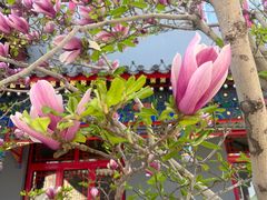-天津大悲禅院
