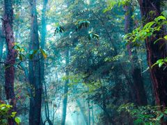 -铁山坪森林公园