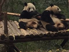 -成都大熊猫繁育研究基地