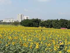 -光明小镇欢乐田园