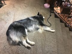 -more than meow吴止猫主题餐厅(承德 中船汇店)