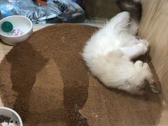 -屋虎猫馆(宝安大仟里店)