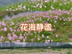 -洋湖国家湿地公园