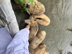 -宁波杭州湾国家湿地公园