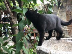 -喵屿·大理花园猫咖