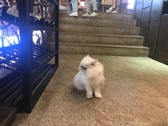 -more than meow吴止猫主题餐厅(承德 中船汇店)