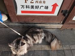 -万科美好广场
