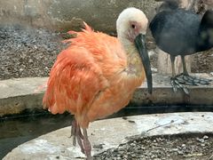-青藏高原野生动物园