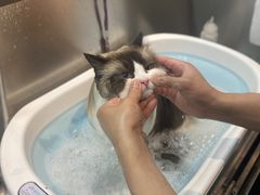 -PETKIT小佩宠物·低压洗护(国顺东路店)