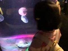 -悉尼海洋生物水族馆