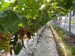 -金谷域澳洲庄园