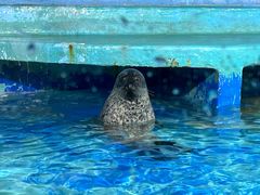 -太平洋海底世界