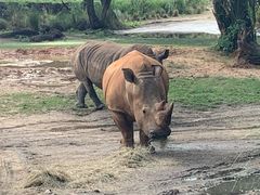 -奥兰多迪士尼动物王国乐园