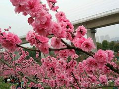 -秀丽东方