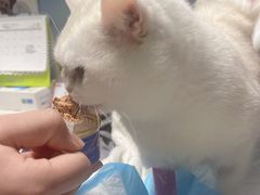 -关爱动物医院·心脏·中兽医·异宠(金牛路分院)