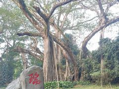 -瑞丽独树成林风景区