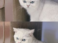 -瞄一喵猫咖(格力海岸店)