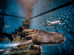 -成都浩海立方海洋公园