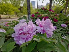 -莲花池公园