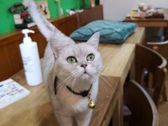 -李小姐の猫咖啡馆(五角场店)