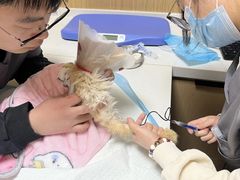 -中农大我爱我爱24h动物医院·中医针灸·猫专科·骨科医疗中心(双井店)