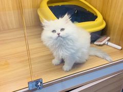 -欣宠猫屋·矮脚拿破仑·蓝金金渐层