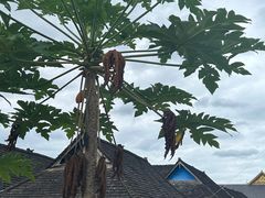 -曼丢傣家古寨