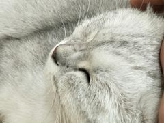 -李小姐の猫咖啡馆(五角场店)