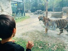 -上海野生动物园老虎餐厅