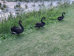 -荷兰花海