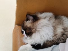 -瑞派雷欧宠物医院·中兽医·眼科·急重症转诊中心(黄台店)