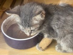 -严国平动物医院(德政总院)