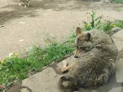 -沈阳森林动物园